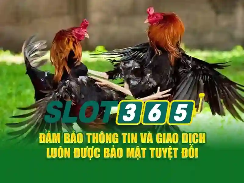 Trải nghiệm Slot365 đỉnh cao